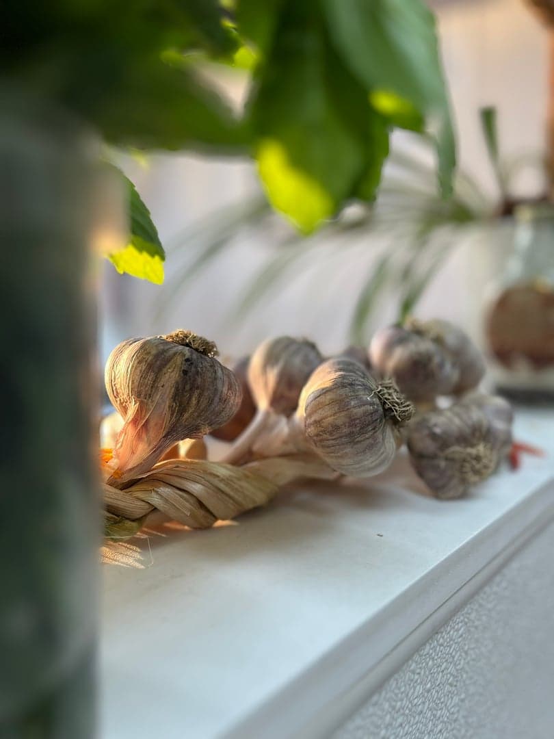 Fresh garlic